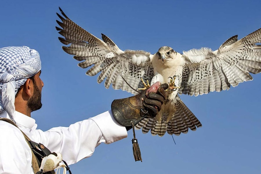 Nghề huấn luyện chim ưng phục vụ khách chơi tỷ USD
