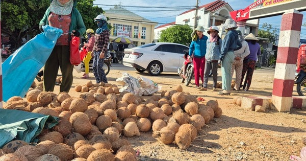 Nông dân trồng dừa trúng lớn