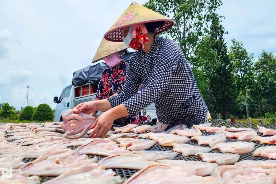 Biến loài cá quen thuộc thành đặc sản, nông dân miền Tây bán ra tận Hà Nội