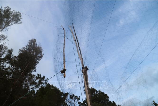 Báo động tình trạng người dân ồ ạt săn bẫy bắt chim hoang dã nơi cửa biển Lạch Quèn