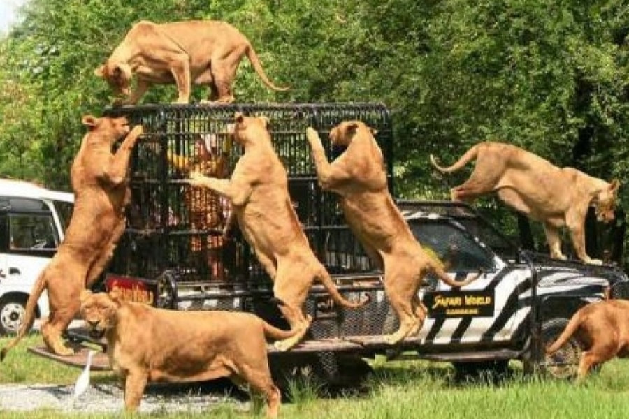 Vườn thú nơi sư tử cắn chết nhân viên bị đóng cửa: Phát hiện nhiều sai phạm