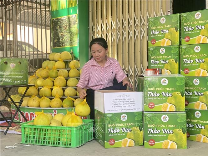 Phát triển thương hiệu, mở rộng thị trường cho bưởi Phúc Trạch