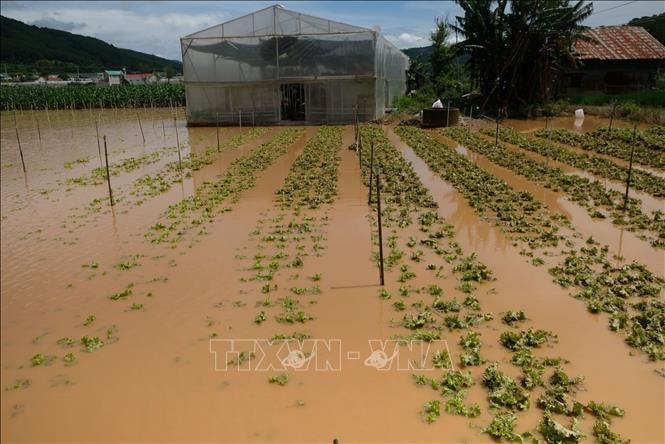 Nhiều loại rau Đà Lạt tăng giá mạnh do mưa ngập liên tiếp