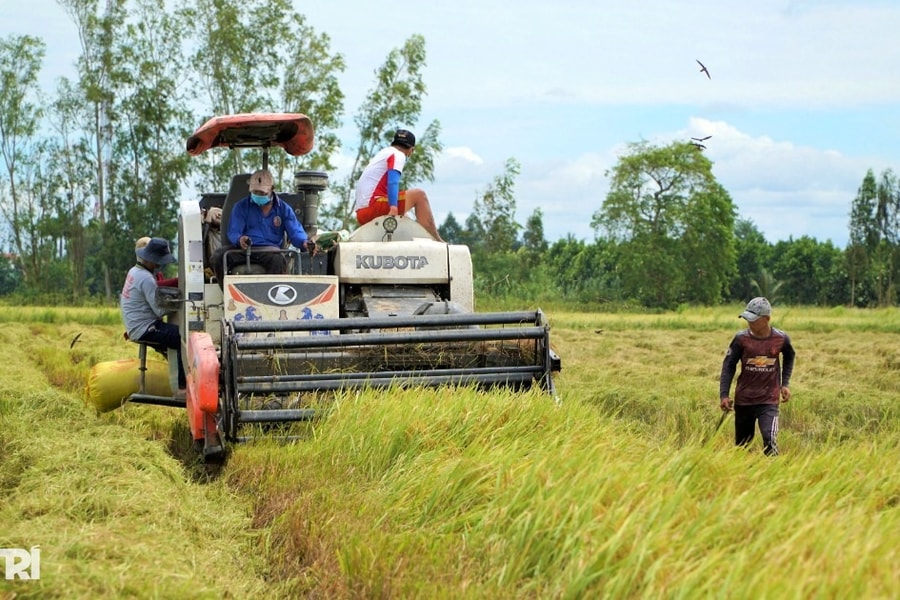 Nông dân ĐBSCL tăng lợi nhuận nhờ mô hình 1 triệu ha lúa chất lượng cao