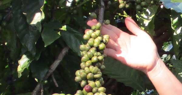 Giá cà phê hôm nay 15-9: Đầu tuần có tăng tiếp?