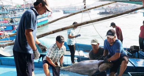 Đề nghị Mỹ xem xét khách quan việc dừng nhập khẩu một số loài hải sản