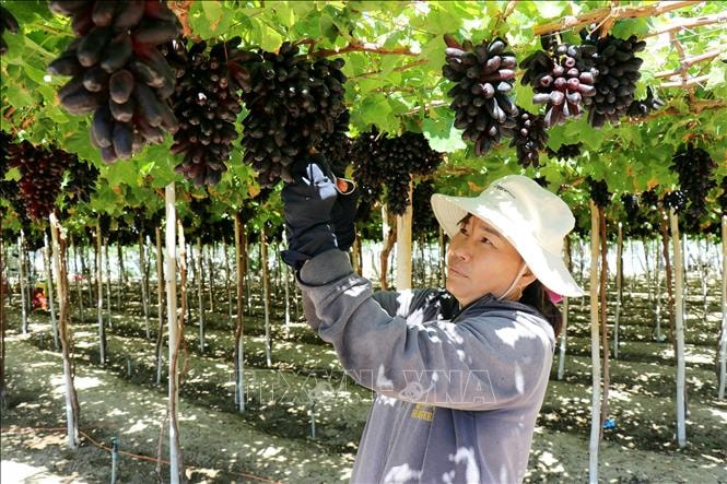 Định giá tài sản trí tuệ, nâng cao giá trị doanh nghiệp