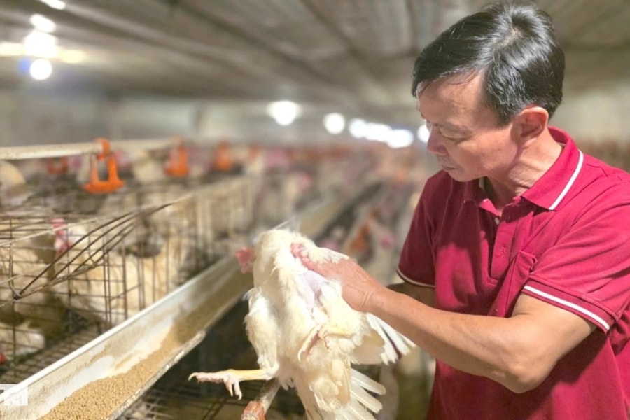 Khởi nghiệp với chuồng gà 5 triệu đồng, người đàn ông có nguồn thu chục tỷ