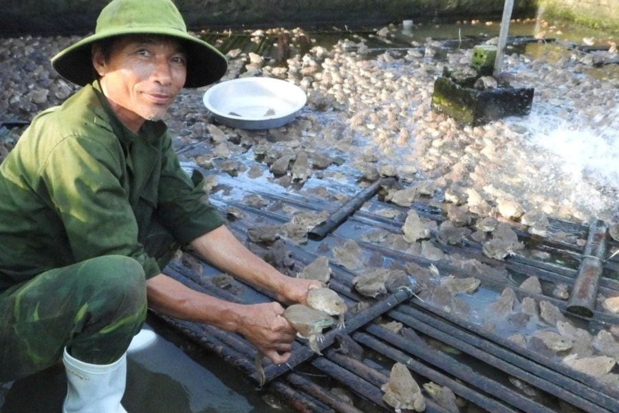 Lão nông thu nửa tỷ đồng mỗi năm từ nuôi ếch Thái