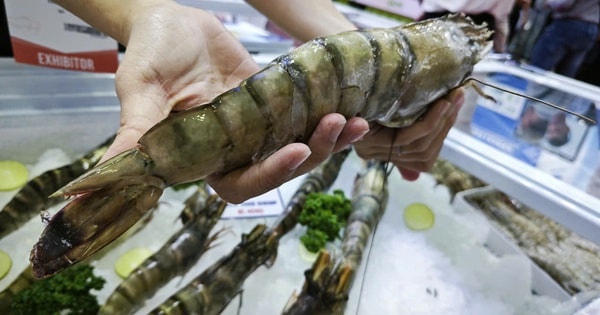 Trung Quốc ồ ạt mua tôm Việt, lần đầu soán vị trí nhập khẩu số 1 từ Mỹ