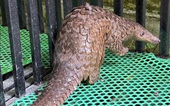 Bàn giao cá thể Tê tê Java quý hiếm cho lực lượng kiểm lâm