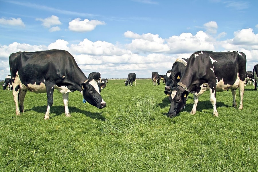Giảm phát thải khí mê-tan trong chăn nuôi bò: Giải pháp xanh cho tương lai