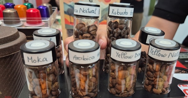 Giá cà phê hôm nay 18-9: Mất gần 9.000 đồng/kg chỉ trong một đêm