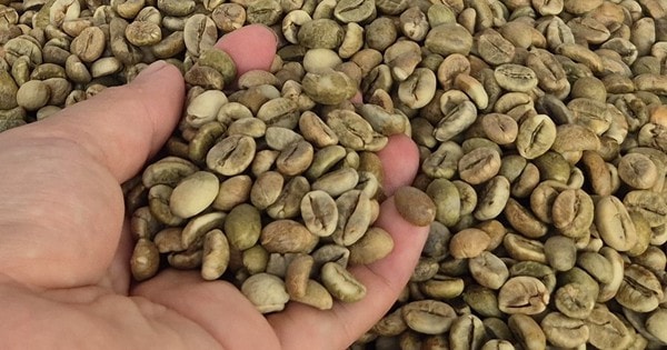 Giá cà phê hôm nay 19-9: Giá cà phê tại Mỹ phá kỷ lục