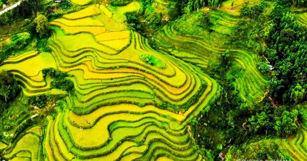 Mùa vàng Hoàng Su Phì bình yên giữa non cao Tây Côn Lĩnh