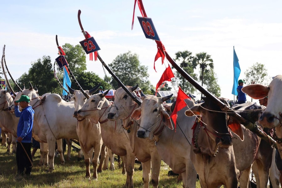 Sôi động lễ hội đua bò Bảy núi An Giang 2025