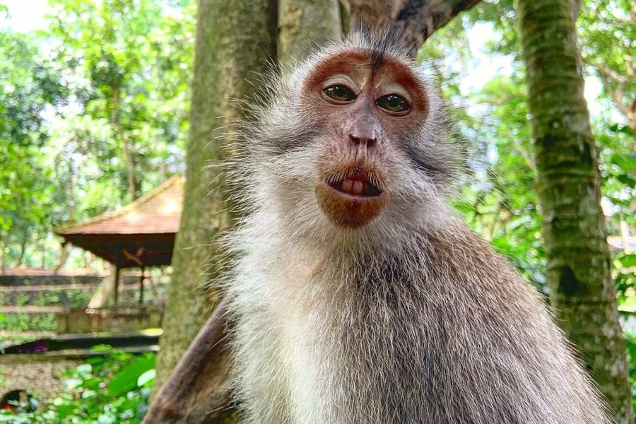 Du khách bị khỉ cắn cổ ở Bali