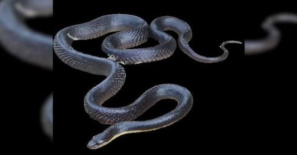 Người đàn ông say rượu nguy kịch sau khi cắn đứt đầu con rắn độc