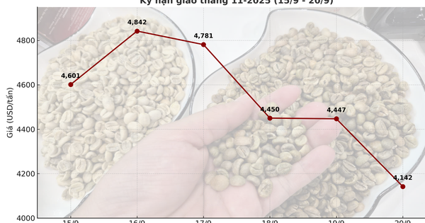 Giá cà phê hôm nay 20-9: Chốt tuần sụp mạnh