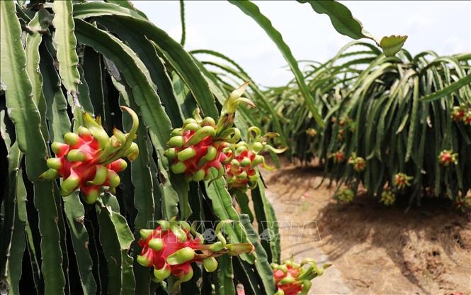 Giá thanh long cuối vụ tăng gấp 3 lần