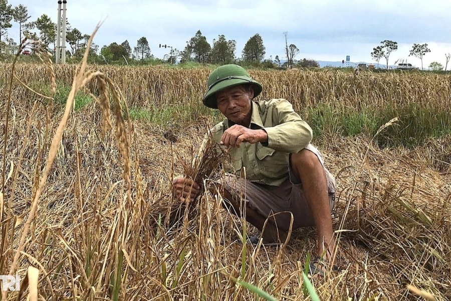 Nông dân đổ mồ hôi gieo trồng, chảy nước mắt khi thu hoạch