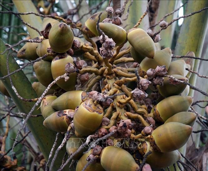 Cây dừa giúp nông dân thoát nghèo, vươn lên từ đất mặn