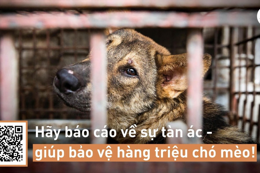 FOUR PAWS: Trộm cắp thú cưng là hoạt động được báo cáo nhiều nhất ở Việt Nam