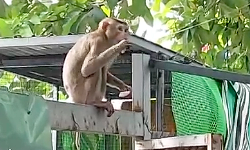 Khỉ xổng chuồng cắn 3 người bị thương ở TP HCM