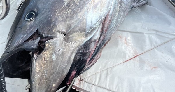 Cần thủ câu được con cá khổng lồ nặng 453kg trên biển