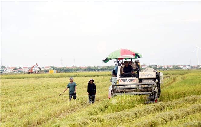 Ứng phó bão số 9: Quảng Trị khẩn trương thu hoạch lúa theo phương châm 'xanh nhà hơn già đồng'
