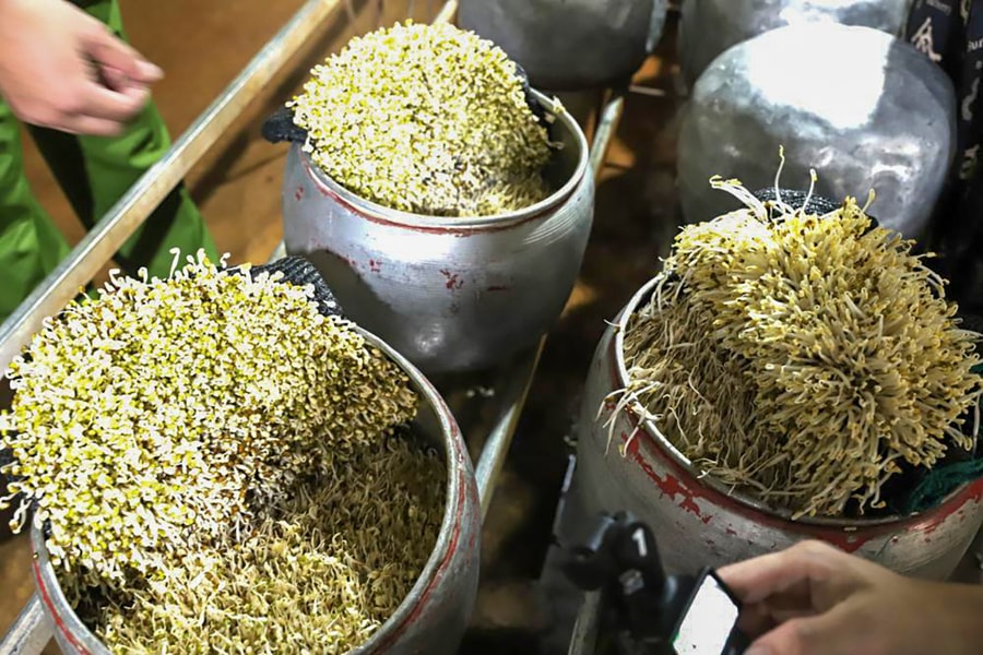 Xưởng sản xuất gần 500 kg giá đỗ ngâm hóa chất bị phát hiện