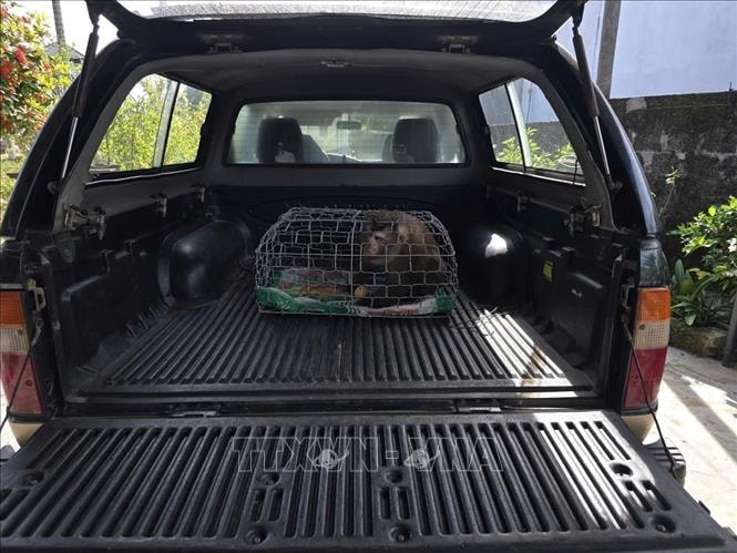 Hàng chục cá thể động vật hoang dã được thả về rừng