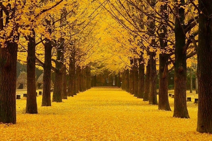 Chọn nơi ngắm mùa thu với 10-20 triệu đồng