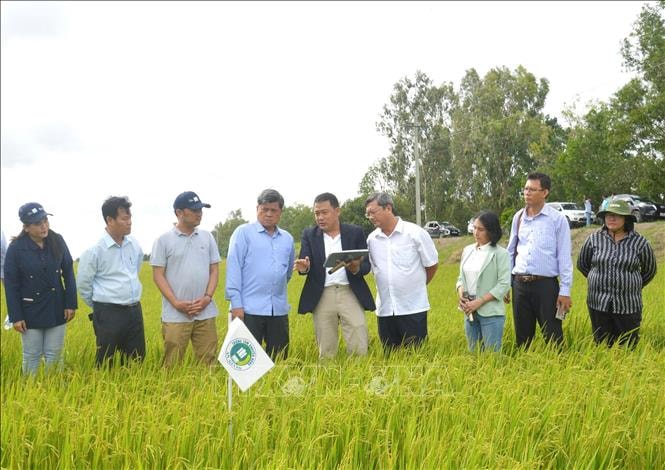 Công nghệ tưới tích hợp AI mở đường cho Đề án 1 triệu ha lúa phát thải thấp​