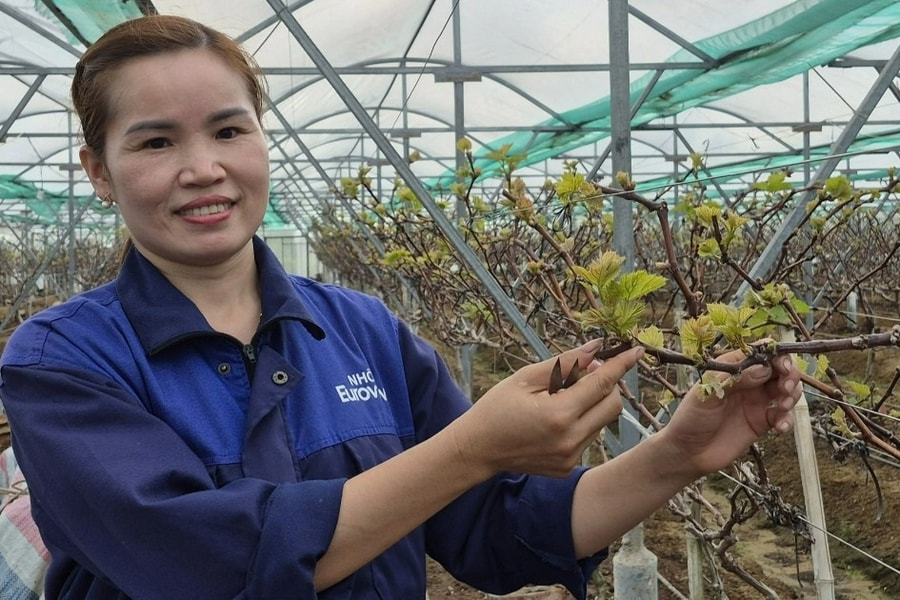 Nữ nông dân bắt đất cát pha “đẻ” ra tiền