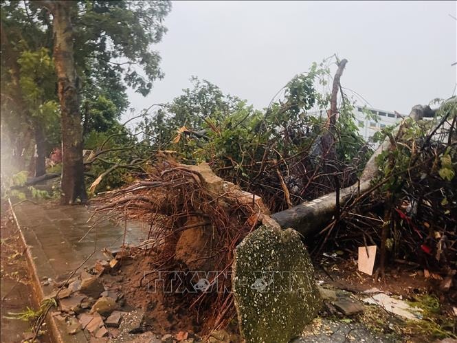 Giải cứu 6 người bị mắc kẹt do cây xanh đổ đè lên ô tô 7 chỗ ở Đà Nẵng