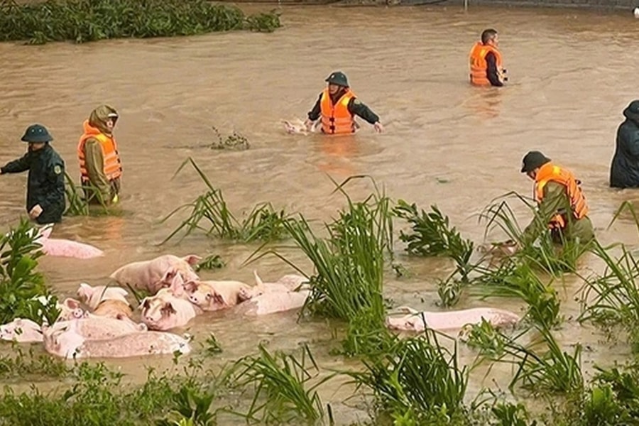 Công an, bộ đội vật lộn trong nước lũ giải cứu gần 300 con lợn