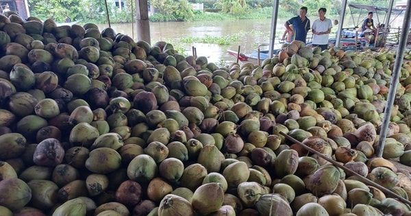 Dừa khô Thái Lan giá rẻ tìm đường đổ bộ sang Việt Nam