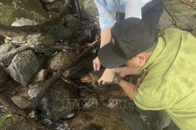 Quảng Ngãi thả cá thể rùa đầu to quý hiếm về lại tự nhiên