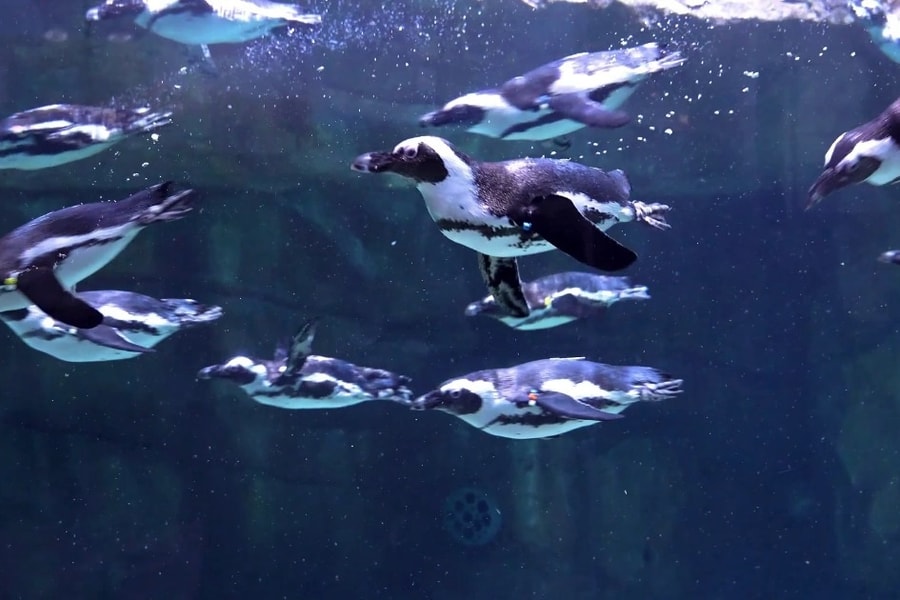 Gặp gỡ 16 chú chim cánh cụt châu Phi tại Thủy cung Lotte World Hà Nội