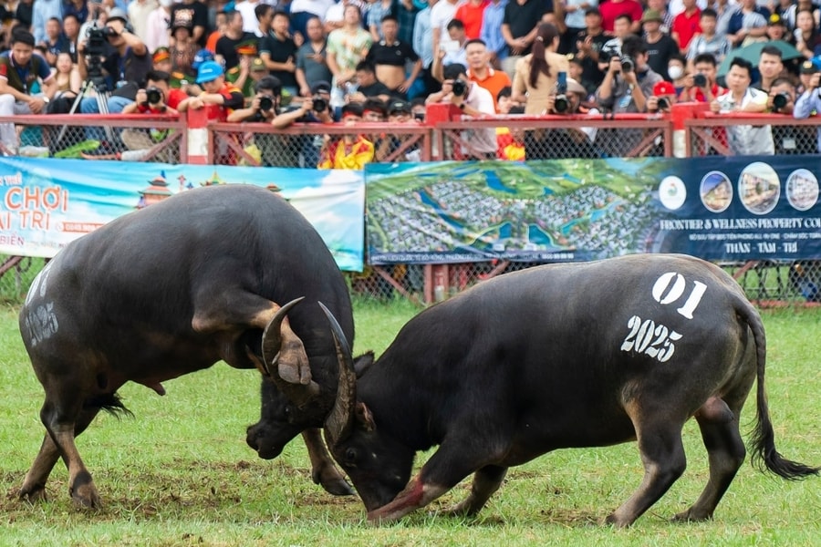 Trâu của nghệ nhân 91 tuổi vô địch Lễ hội chọi trâu Đồ Sơn