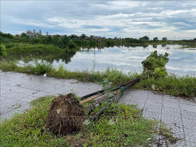 Huế: Yêu cầu làm rõ kỹ thuật trồng cây xanh ở tuyến đường Phú Mỹ - Thuận An