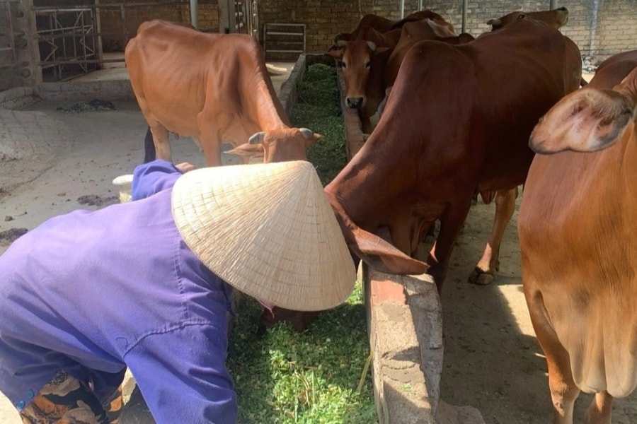 Hà Tĩnh đa dạng hóa sinh kế, giúp người dân thoát nghèo