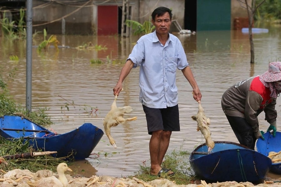 Hàng vạn xác vịt nằm la liệt, nông dân "đau xót không tả nổi"
