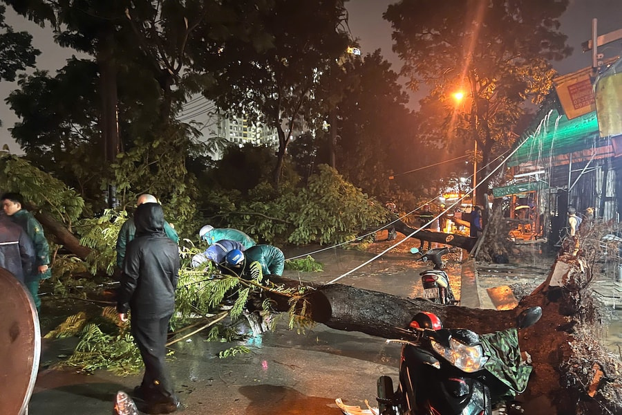 Cây xanh bật gốc đè hai bà cháu ở TP HCM