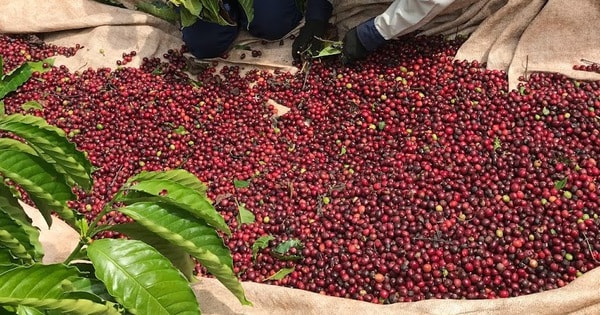 Giá cà phê hôm nay 1-10: Quay đầu tăng, khép lại vụ cà phê cũ như mơ