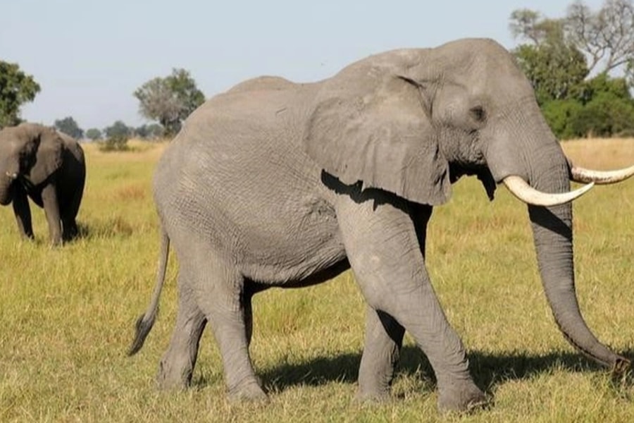 Nữ du khách bị voi cái nặng 6 tấn đuổi theo, dùng vòi dìm xuống nước