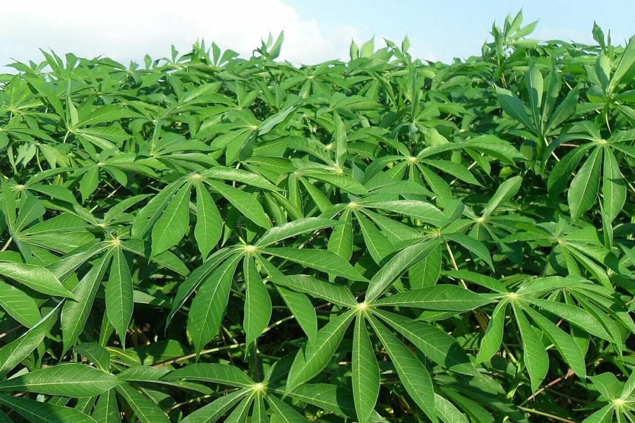 Xuất khẩu lá cây thu về gần 9 triệu USD