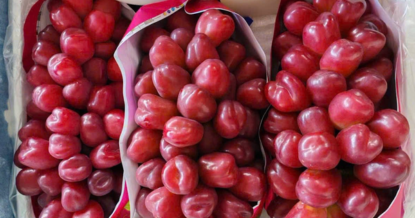 Loại nho mới của Trung Quốc đổ bộ chợ Việt, giá đắt gấp 10 hàng "quý tộc"