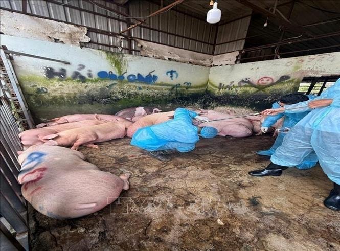 Phát hiện 89 con lợn trong lò mổ ở Đồng Nai dương tính với chất cấm